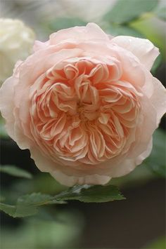 a pink flower with green leaves in the background