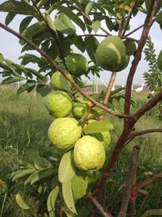 the fruit is growing on the tree in the field