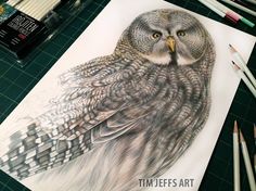 a drawing of an owl on paper next to colored pencils