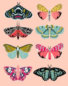 butterflies in different colors and sizes