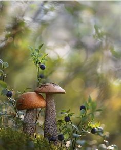 two mushrooms sitting on top of a lush green forest