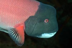 a pink and black fish swimming in the water