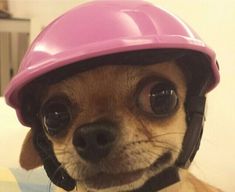 a small dog wearing a pink helmet on its head