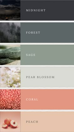 Alt Text: A moodboard featuring a harmonious sage and coral color palette. The palette includes midnight green, dark forest green, sage, pale green, coral, and peach. These colors are arranged in a stylish and visually appealing layout, perfect for small business branding or luxury weddings. The combination of deep and soft hues creates a balanced and elegant aesthetic. The moodboard showcases color swatches and design elements that highlight the versatility and beauty of this palette. Sage Colour Scheme, Colour Palette Home, Cool Green Color Palette, Colors That Go With Light Green, Different Color Palettes, Color Palette With Sage Green, Sage Color Pallet, Peach Green Color Palette, Green Pallet Color Colour Palettes