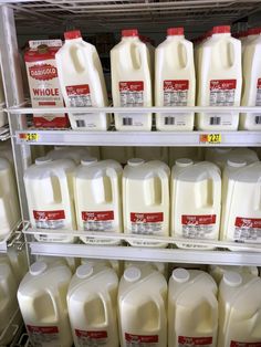 several gallon jugs of milk on shelves in a grocery store