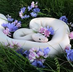 a white snake is curled up in the grass with purple flowers around it's neck