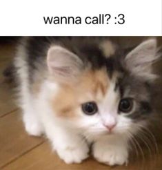 a small kitten sitting on top of a wooden floor next to a sign that says wanna call? 3