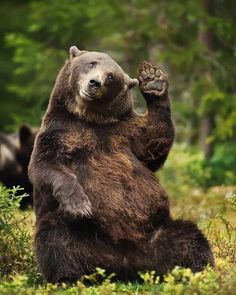 a large brown bear standing on its hind legs in the grass with trees behind it