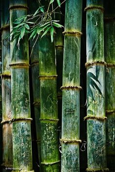 black and white photograph of bamboo trees with graffiti on them