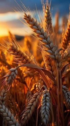 the sun is setting over a field of wheat