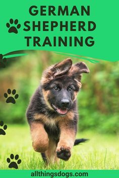 a german shepherd dog running through the grass