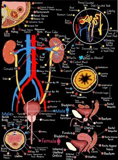 a diagram of the human body and organs