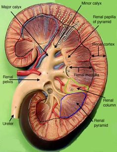 an image of the human kidney and its major vessels, including the endocant