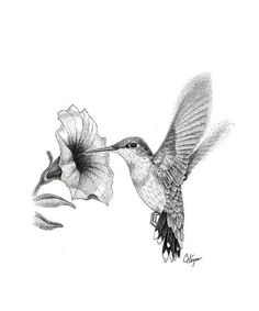 a drawing of a hummingbird feeding on a flower