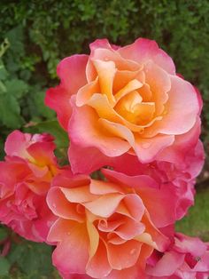 two pink and yellow roses are blooming in the garden