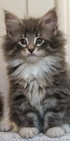 a small gray kitten sitting on top of a white rug next to a door and looking at the camera