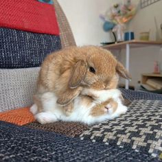 Cute Cuddly Animals, Mini Rex Bunnies, Cute Bunny Aesthetic, Mini Lop Bunny, Bunny And Duck, Bunny Fluffy, Orange Bunny, Lionhead Bunny, Bunny With Flowers