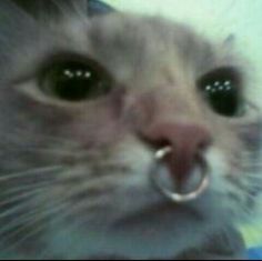 a cat with it's mouth open and the caption says, shut up mom this isn't a phase this is the real me