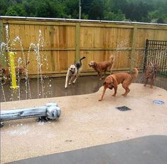 three dogs are playing in the water fountain