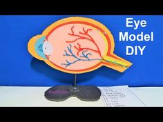 an eye model is displayed on a table