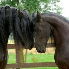 two horses standing next to each other near a fence