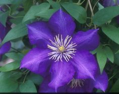 a purple flower with green leaves in the foreground and on the back ground, there is a yellow stamen