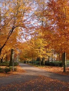 an empty road surrounded by trees with orange leaves