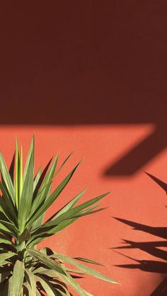 a green plant sitting next to a red wall