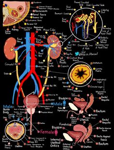 a diagram of the human body and organs