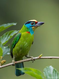 a colorful bird sitting on top of a tree branch