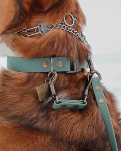 a close up of a dog wearing a collar and leash with chains on it's neck