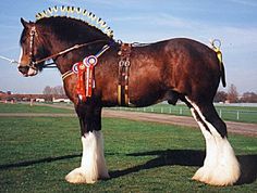 a large horse standing on top of a lush green field