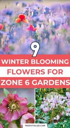 flowers that are blooming in the garden with text overlay saying winter blooming flowers for zone 6 gardens