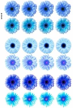 blue flowers are arranged in rows on a white background