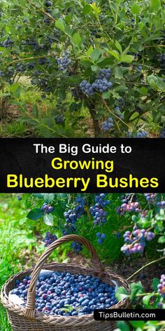 the big guide to growing blueberry bushes in your backyard or garden is here