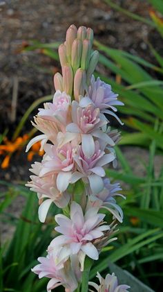 pink and white flowers are blooming in the garden