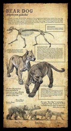 an old poster shows the different types of animals and their skeleton bones, which are labeled in