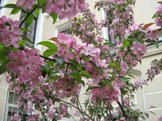 pink flowers are blooming in front of a building