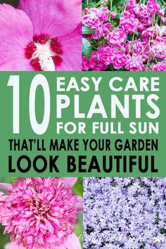 flowers with text overlay that says 10 maintenance full sun perennials for the lazy gardener