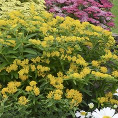 many different types of flowers in the garden