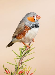 a small bird perched on top of a tree branch