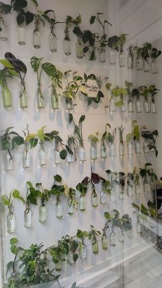 Propagation wall🌱 for home decoration.
Vegan salon in York! 'Chris Wood hair studio' Cord Crafts, Tanaman Air, Indoor Plant Wall, نباتات منزلية, Hanging Plant Wall, Deco Nature, Parachute Cord, Plant Decor Indoor, Plant Aesthetic