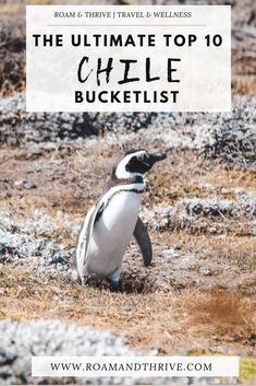 a small penguin walking across a field with text overlay reading the ultimate top 10 chile bucketlist