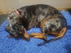 a small black and brown dog laying on top of a blue blanket