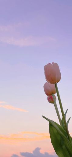 two pink tulips in front of a blue sky