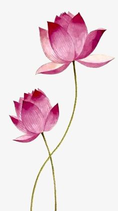 two pink lotus flowers on a white background