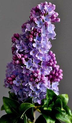 purple flowers are in a green vase on a gray tablecloth, with leaves around it