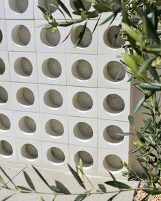 an olive tree in front of a white wall with circles and dots on it's side