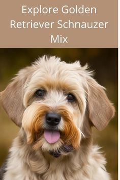 a dog with its tongue out and the words explore golden retriever schnauzer mix