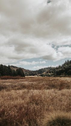 a field with brown grass and trees in the background